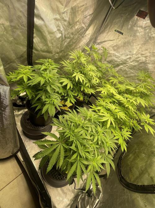 Fall Hunt 2025. Week 8 - Solfire Tent/Chimera Junky
Week 1/2 flower complete 
