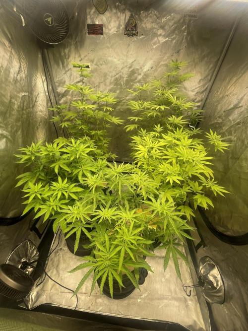 Fall Hunt 2025. Week 9 - Solfire tent/ Chimera Junky
FX3 # 1 replaced with #2 on bottom left.