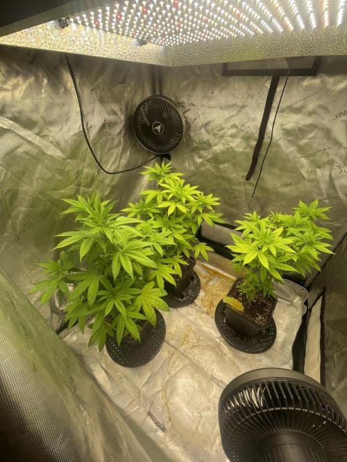 Fall Hunt 2025. Week 9 - Lemon Cherry Pop s1 1,2,3