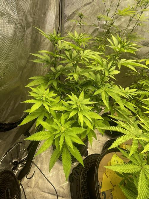 Fall Hunt 2025. Week 9 - FX3#2 showing very rapid development! Keeper for sure, one of the best structure