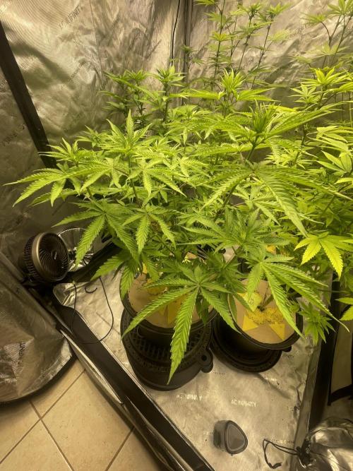 Fall Hunt 2025. Week 9