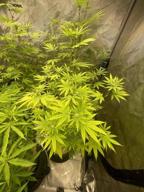 Fall Hunt 2025. Week 9