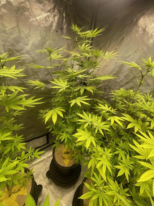 Fall Hunt 2025. Week 9