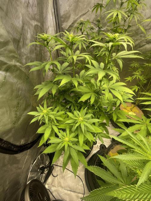 Fall Hunt 2025. Week 10 - My favorite FX3 pheno #2 with the 3 amigos tops