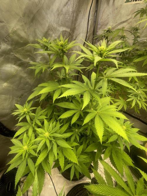 Fall Hunt 2025. Week 10 - FX3 #2 taking off fast