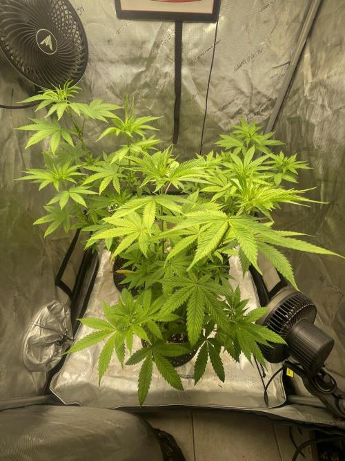 Fall Hunt 2025. Week 11 - Lemon Cherry Pop wk 2 Flower