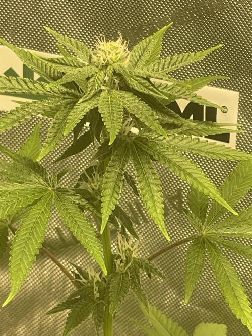 Fall Hunt 2025. Week 11 - Yacht Party 3