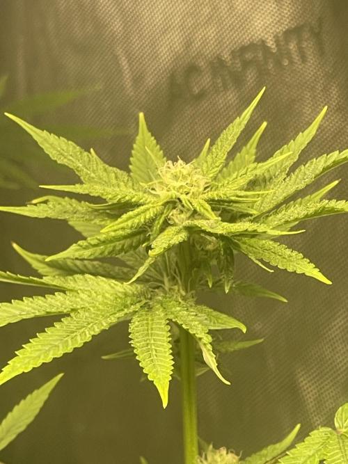 Fall Hunt 2025. Week 11 - Yacht party 1