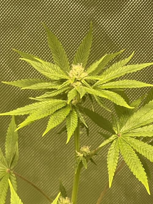 Fall Hunt 2025. Week 11 - Yacht Party 2