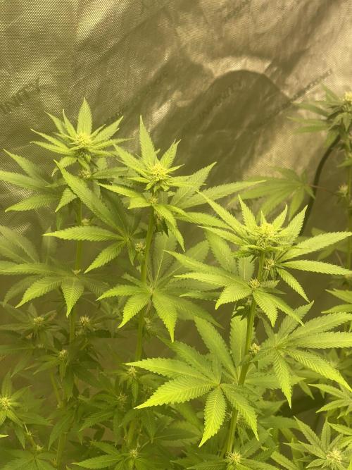 Fall Hunt 2025. Week 11 - Fx3 #2