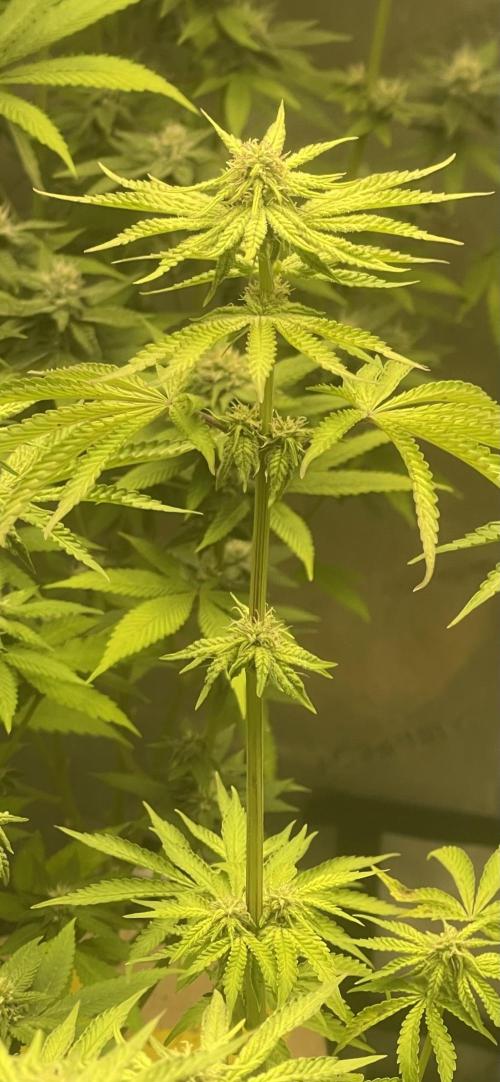 Fall Hunt 2025. Week 11 - Chimera Junky #2