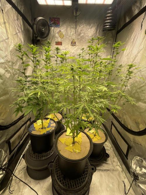 Fall Hunt 2025. Week 12 - Defoliated Day 21/28
Solfire/Chimera Junky Tent