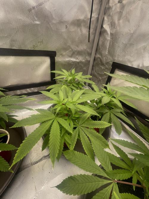 Spring 26 ( KEEPERS RUN). Week 2 - FX3#3

(Bonnie’s Strawberry 🍓 Preserves ⛽️ backend)