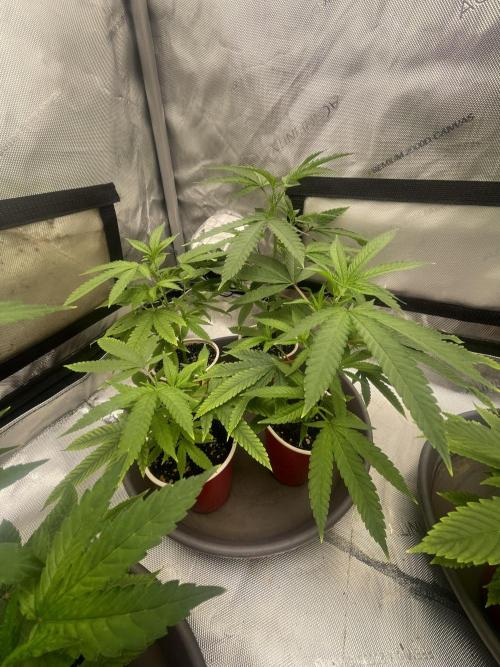 Spring 26 ( KEEPERS RUN). Week 2 - Yacht 🛥️ Party 🎉 #2
( Gary’s Berry Candy 🍬)