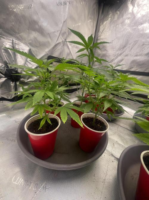 Spring 26 ( KEEPERS RUN). Week 2 - Lemon Cherry Pop S1 
#2 selection from fall hunt
(Black Cherry 🍒 Koolaid/Lemon)
