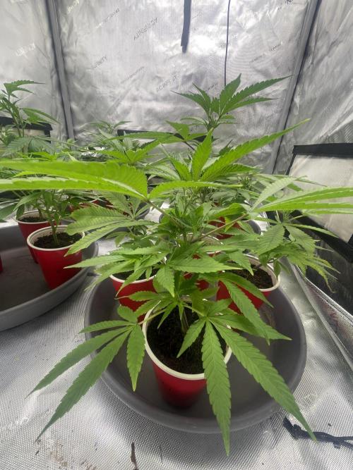 Spring 26 ( KEEPERS RUN). Week 2 - FX3 #1 
(Strawberry 🍓 Creamsaver)