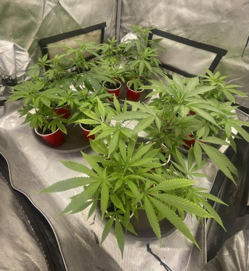Spring 26 ( KEEPERS RUN). Week 2 - Lush