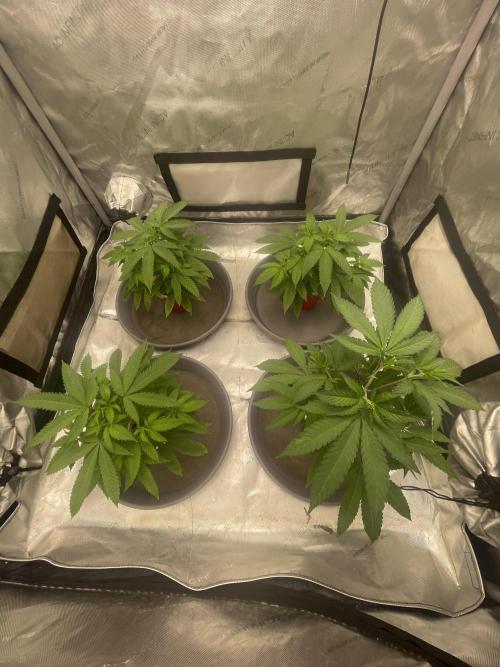 Spring 26 ( KEEPERS RUN). Week 3 - Tent 1 top view
