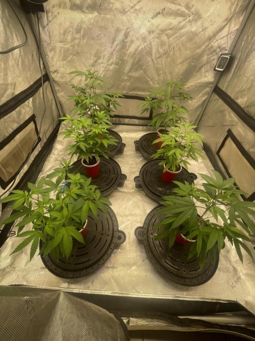 Spring 26 ( KEEPERS RUN). Week 3 - Tent 2 Top View
