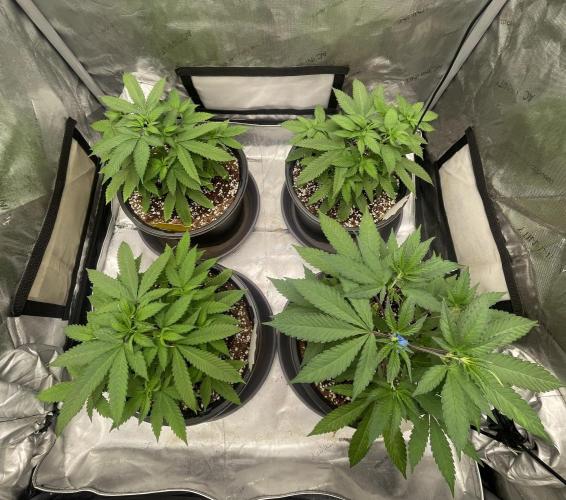 Spring 26 ( KEEPERS RUN). Week 3 - Tent 1 (FX3#1,2)
transplanted 3 cal
Homemade 70/30 coco mix 
