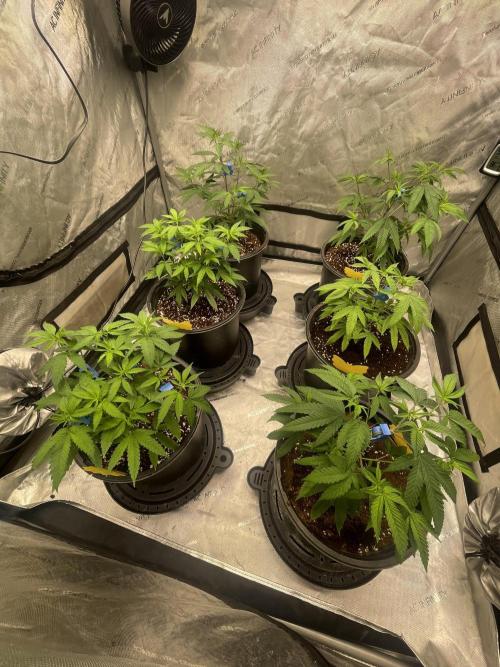 Spring 26 ( KEEPERS RUN). Week 3 - Tent 2 (LCP#2 ,YP#2)
transplanted 