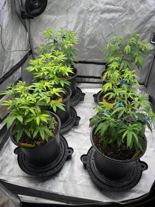 Spring 26 ( KEEPERS RUN). Week 4 - LCP2 YP3 tent