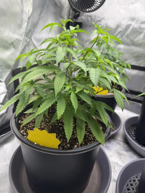 Spring 26 ( KEEPERS RUN). Week 4 - FX3 #2