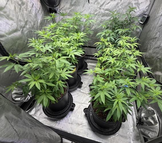 Spring 26 ( KEEPERS RUN). Week 5 - LCP#3/ YP#2/ FX3 #3 (BR) which replaced a stunted clone from Yacht Party.