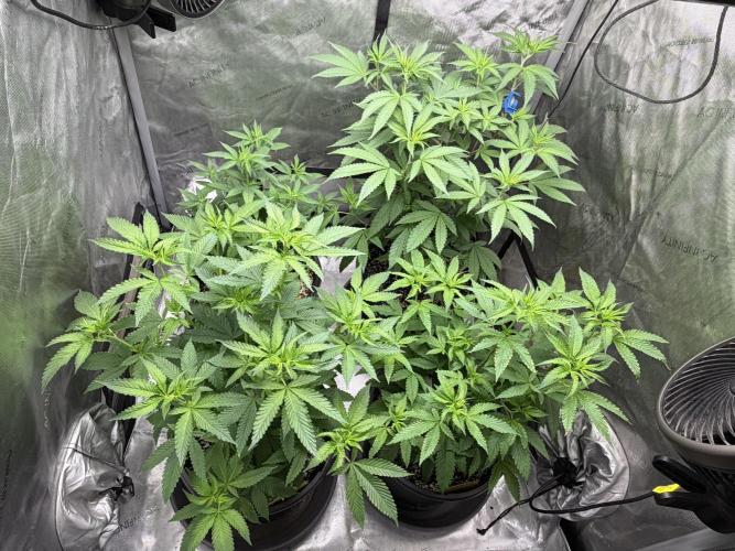 Spring 26 ( KEEPERS RUN). Week 5 - FX3 #1,2