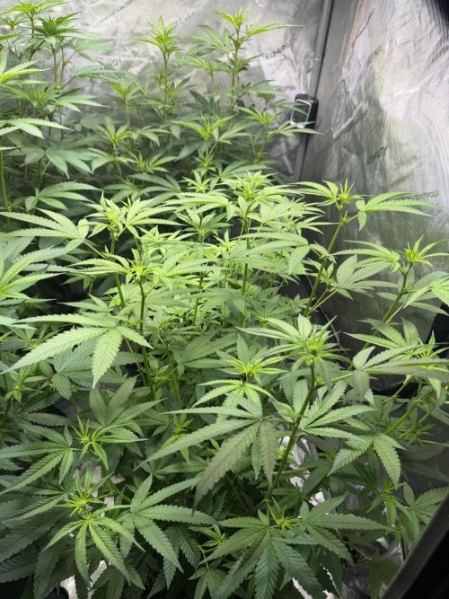 Spring 26 ( KEEPERS RUN). Week 6
