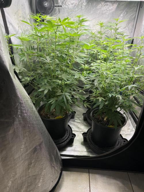 Spring 26 ( KEEPERS RUN). Week 6 - Height pic 4x4 