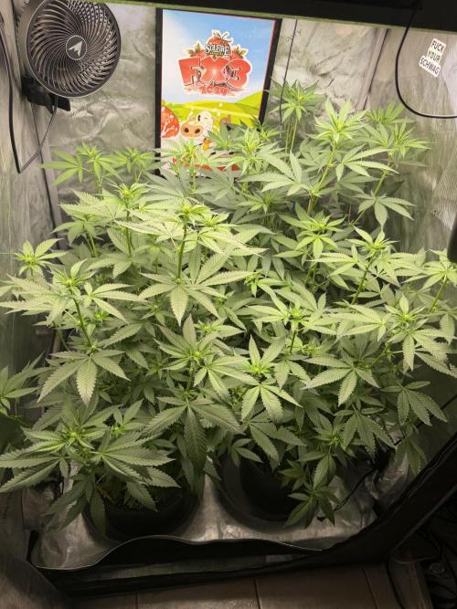 Spring 26 ( KEEPERS RUN). Week 6 - 3x3 canopy FX3