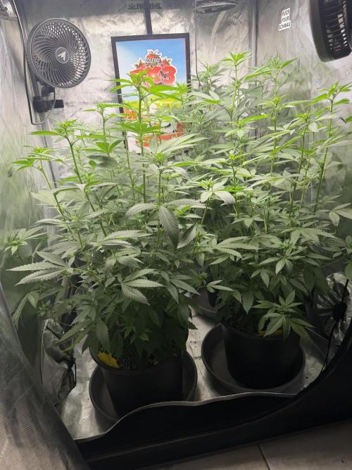 Spring 26 ( KEEPERS RUN). Week 6 - 3x3 height pick FX3