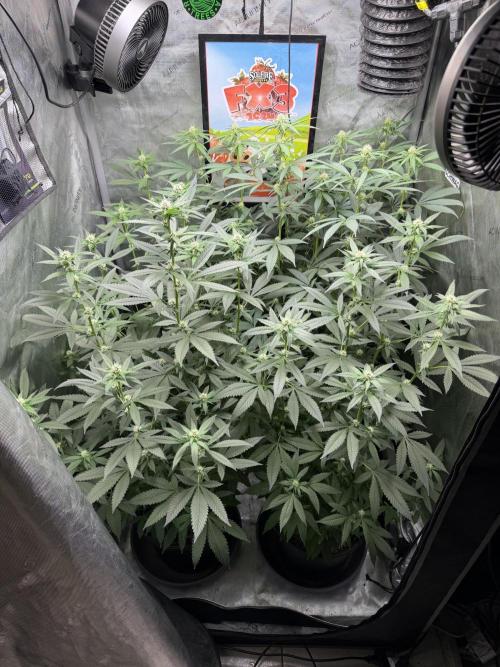 Spring 26 ( KEEPERS RUN). Week 7 - FX3 #1,2 
3x3 tent