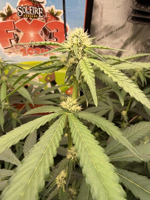 Spring 26 ( KEEPERS RUN). Week 7 - FX3# 1 day 18 flower
No herming this run, thank goodness. 