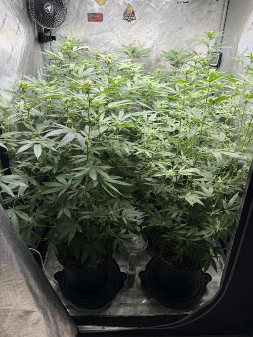 Spring 26 ( KEEPERS RUN). Week 7 - Top canopy 4x4