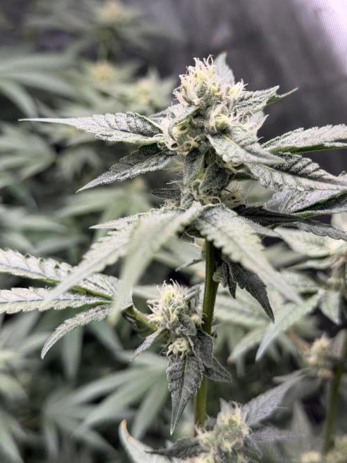 Spring 26 ( KEEPERS RUN). Week 8 - YO2