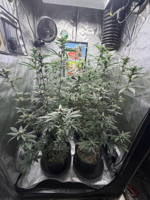 Spring 26 ( KEEPERS RUN). Week 8 - 3x3