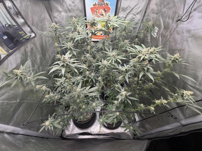 Spring 26 ( KEEPERS RUN). Week 9 - 3x3
FX3 tent #1,2