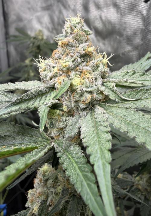 Spring 26 ( KEEPERS RUN). Week 9 - FX3#1