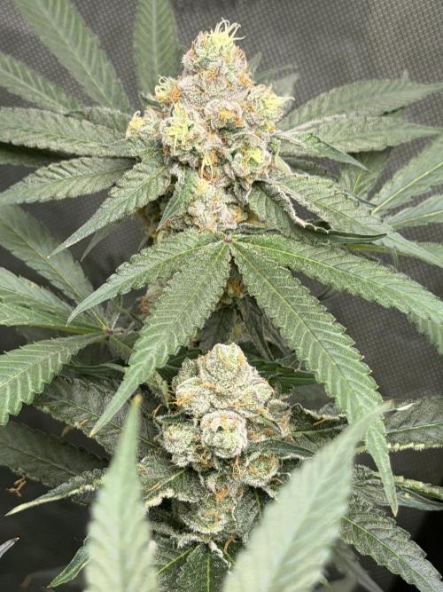 Spring 26 ( KEEPERS RUN). Week 9 - FX3#1 top nug
FX3# 2 bottom nug