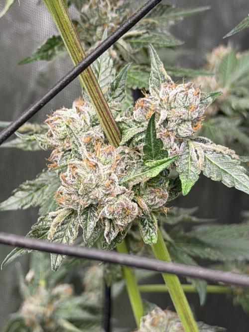 Spring 26 ( KEEPERS RUN). Week 10 - LCP LOWERS DAY 47