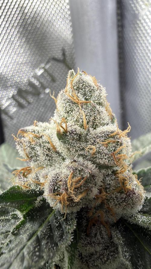 Spring 26 ( KEEPERS RUN). Week 10 - FX3#2