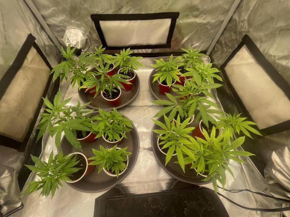Spring 26 ( KEEPERS RUN). Week 1 - FX3 # 1,2 X 4
Yacht Party 2 ( Gary’s Candy) x4
Lemon Cherry Pop S1 #2 x4 