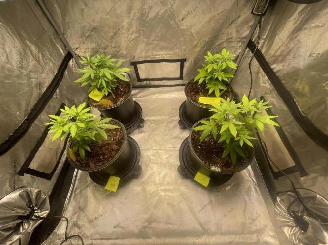 Fall Hunt 2025. Week 5 - 4 Hybrid phenotypes, I know will
Have the Sol stretch💯