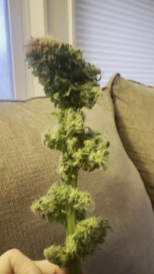 Green Bodhi | Golden Pineapple Feminized Seeds
