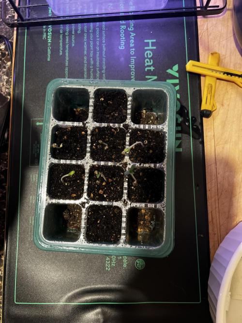 Green Bodhi Golden Pineapple Second Grow. Week 0