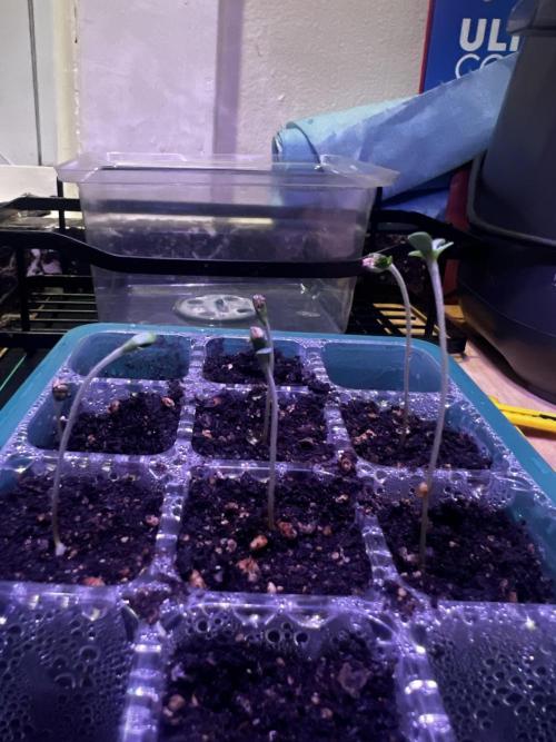 Green Bodhi Golden Pineapple Second Grow. Week 0