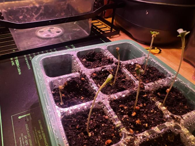 Green Bodhi Golden Pineapple Second Grow. Week 0