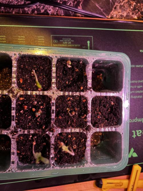 Green Bodhi Golden Pineapple Second Grow. Week 0